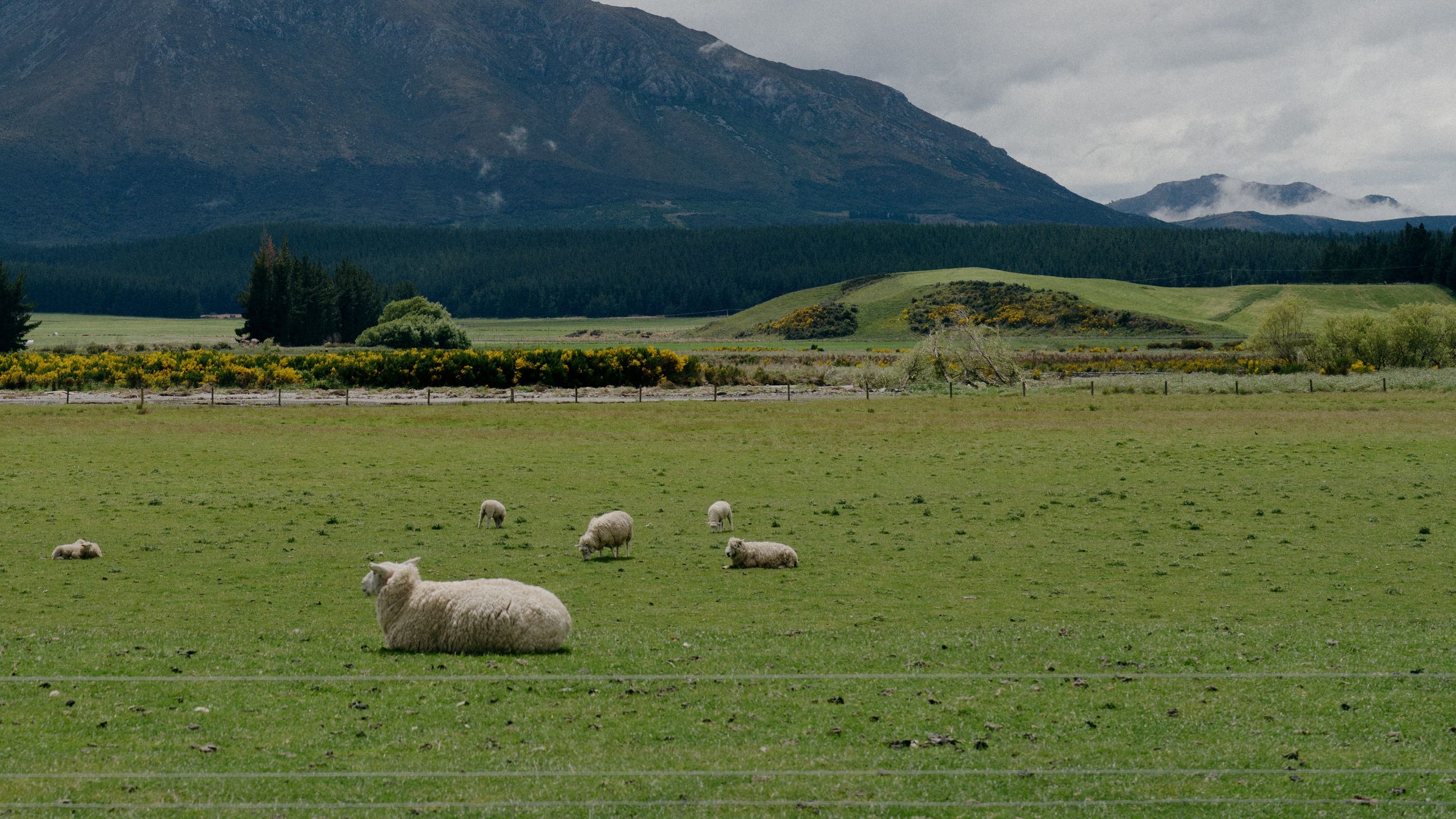 Sheep grazing in a green pasture with mountains and lakes in the background.