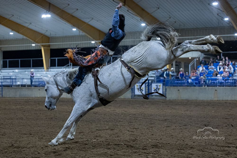 Bronc rider on bucking white horse during indoor rodeo competition.