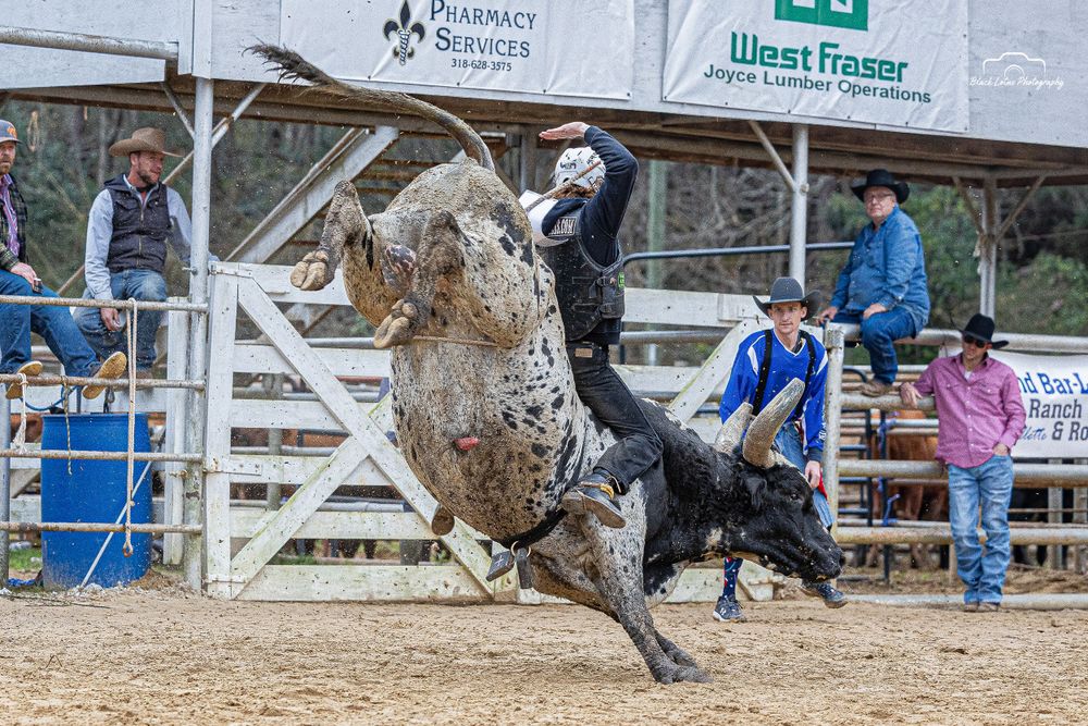 Bucking bulls in Winnfield Louisiana