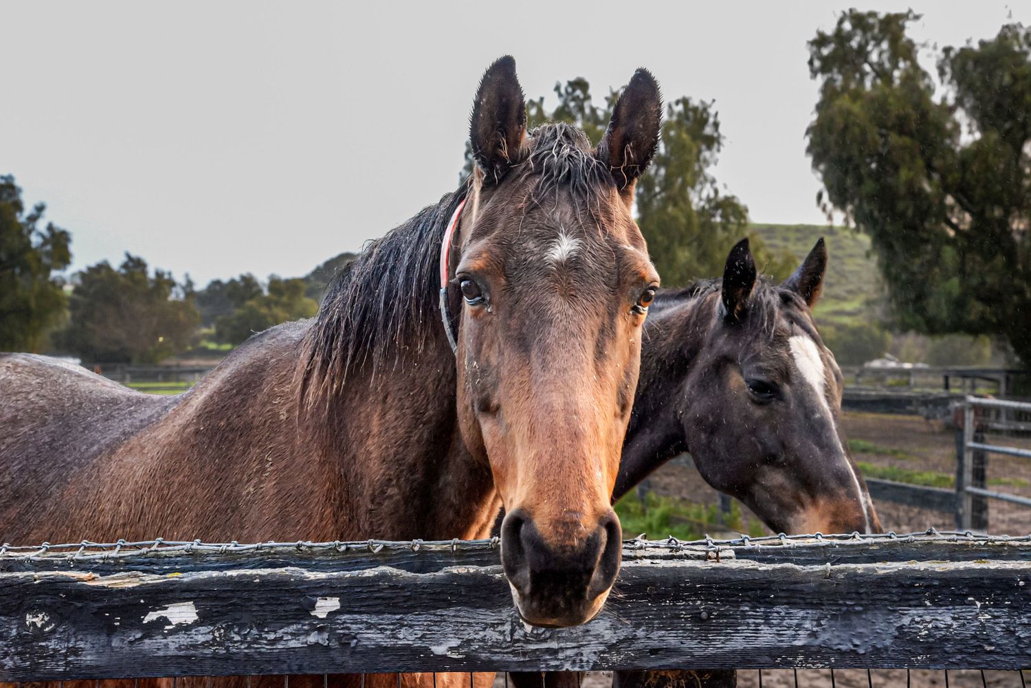 Taken at horse ranch and training stables outside of Solvang. #landscapephotographer #eventphotographer #photographer