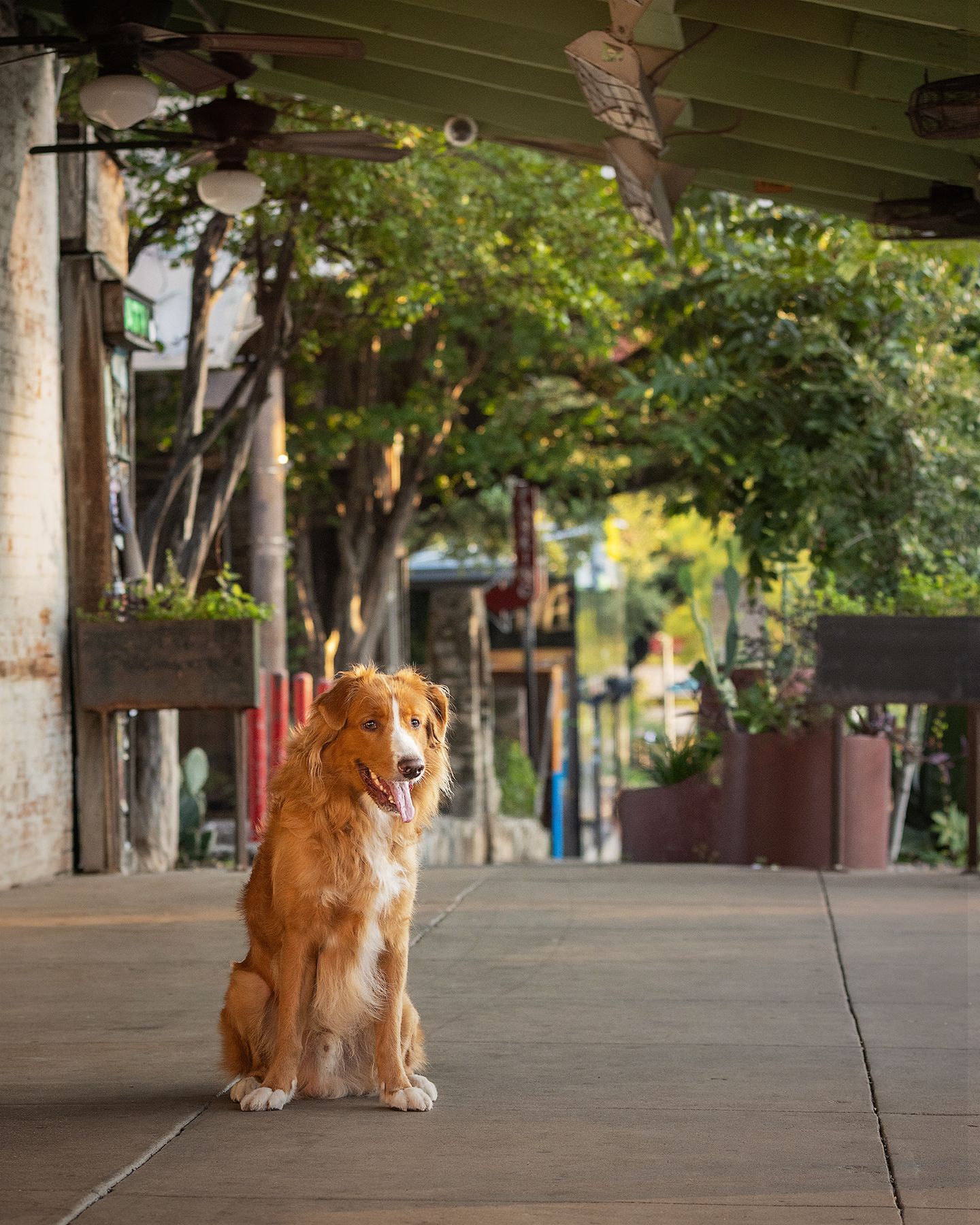 A duck tolling retriever sits in front of Guero's Taco Bar in Austin, Texas.