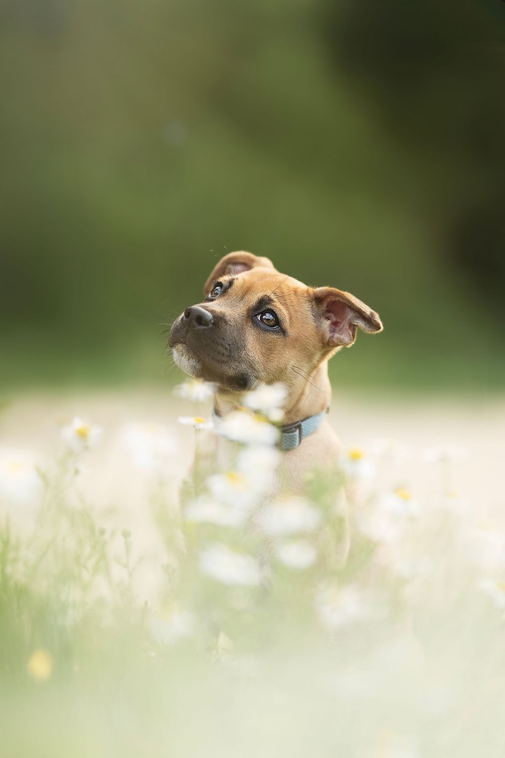 A brown and white dog peeks through a field of daisies on a sunny day with a blurred green background.