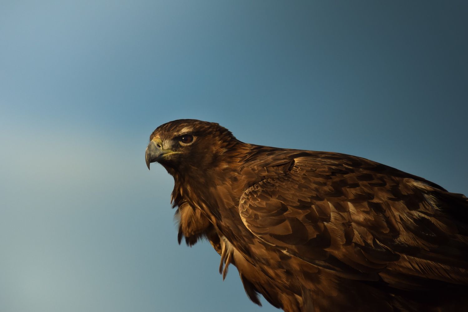 Portrait of a brown hawk with sharp beak against blue sky background.