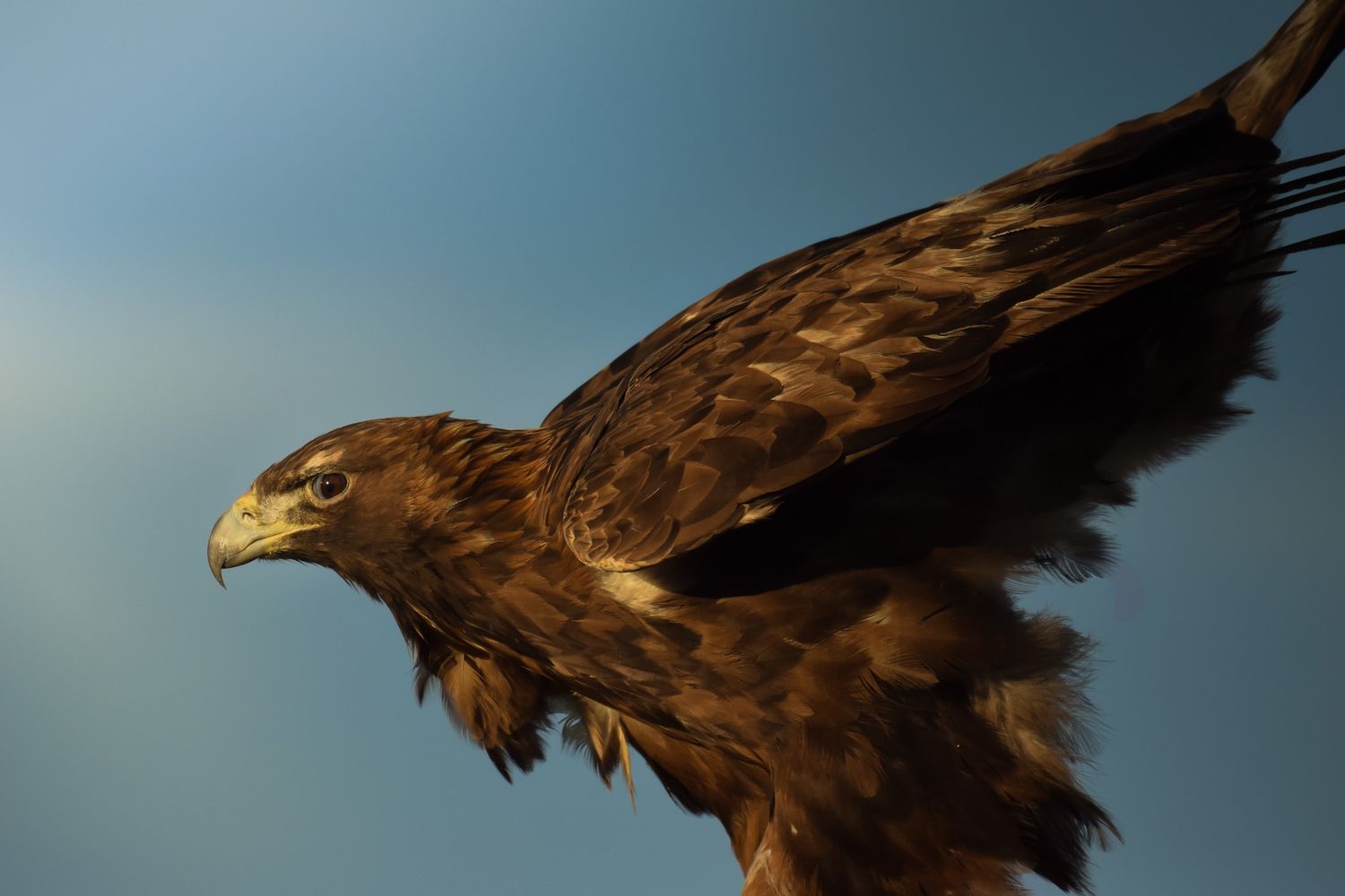 Close-up profile view of a majestic eagle with brown feathers against a blue sky.