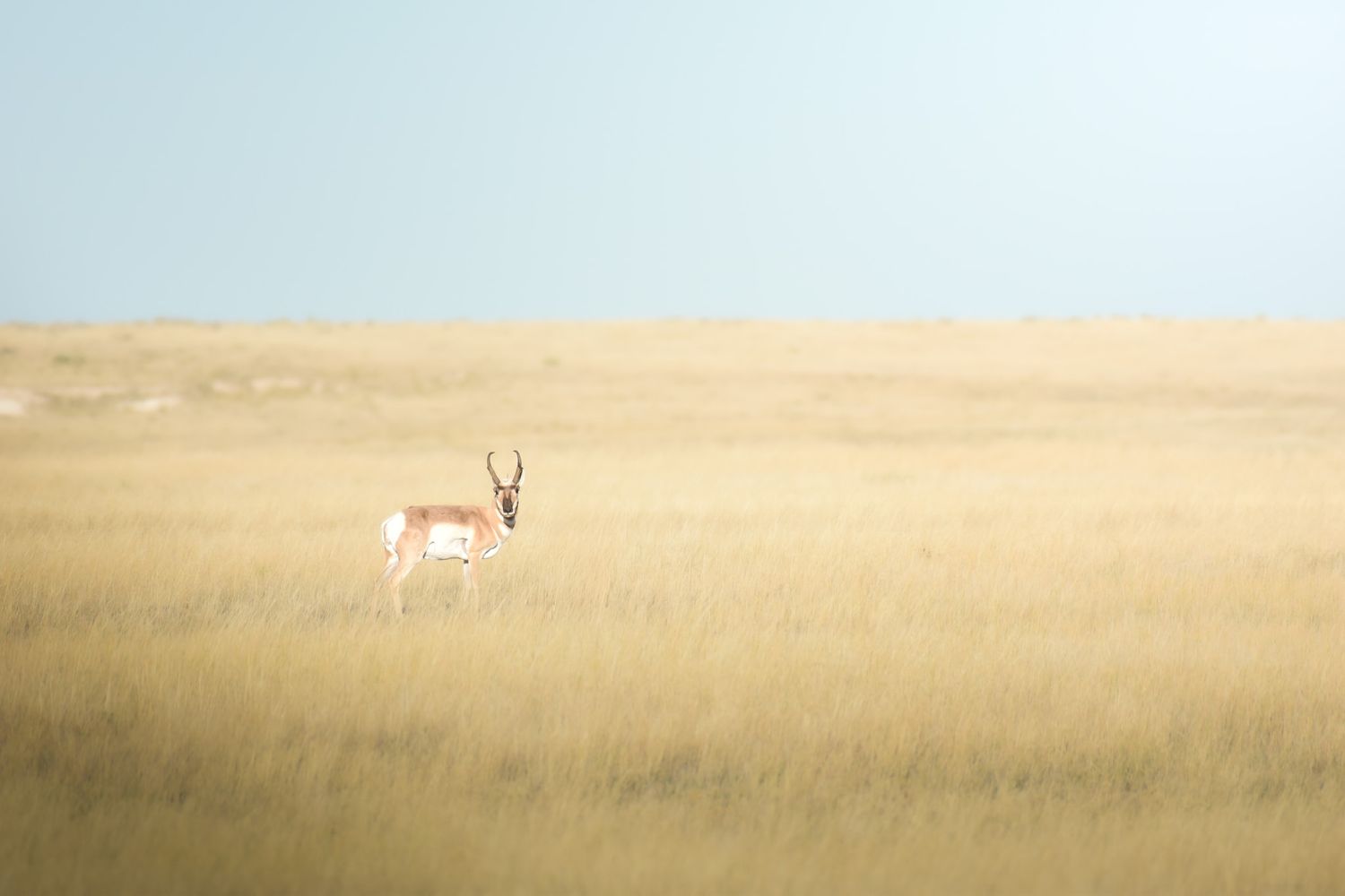 A lone pronghorn antelope standing in tall golden grass on an open plain.