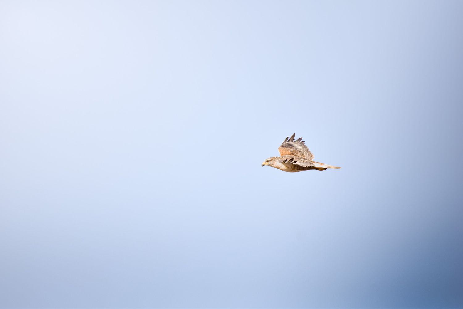 Bird of prey flying high in a clear blue sky.