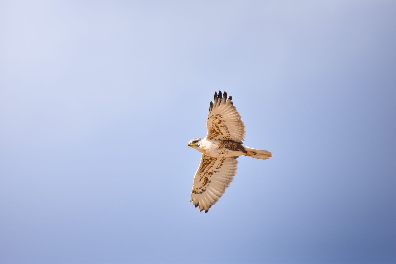 A hawk soaring gracefully through a bright blue sky with wings spread wide.