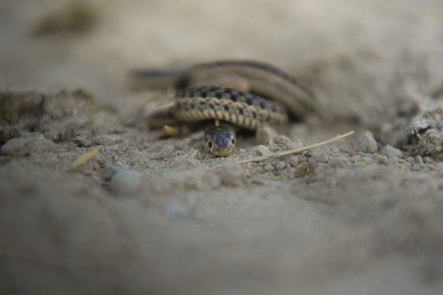 Close-up macro shot of a small lizard partially hidden in sand.