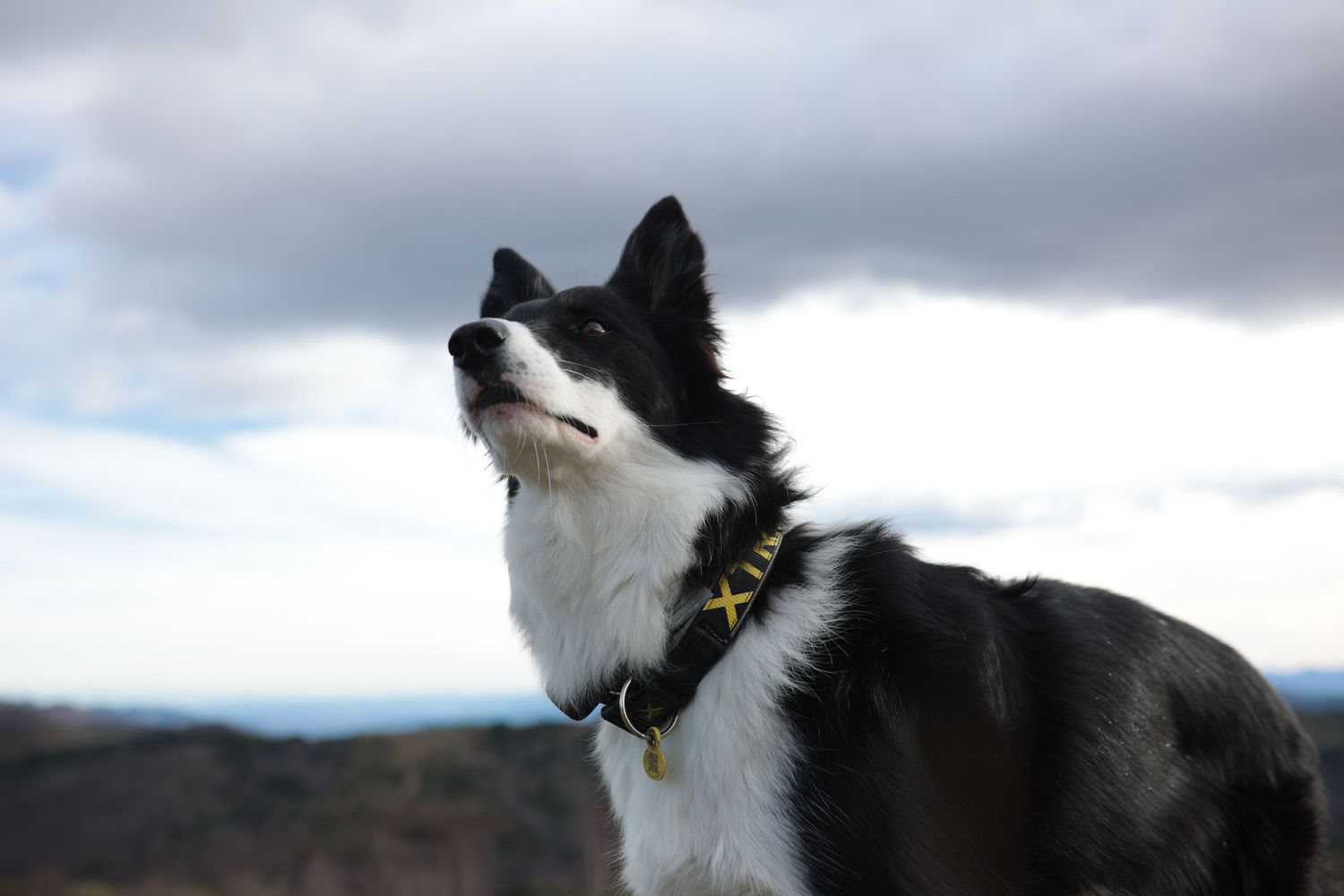 Border collie mirando hacia el cielo nublado en paisaje exterior. Fotografía canina al aire libre por Daniel Giménez Barcelona.