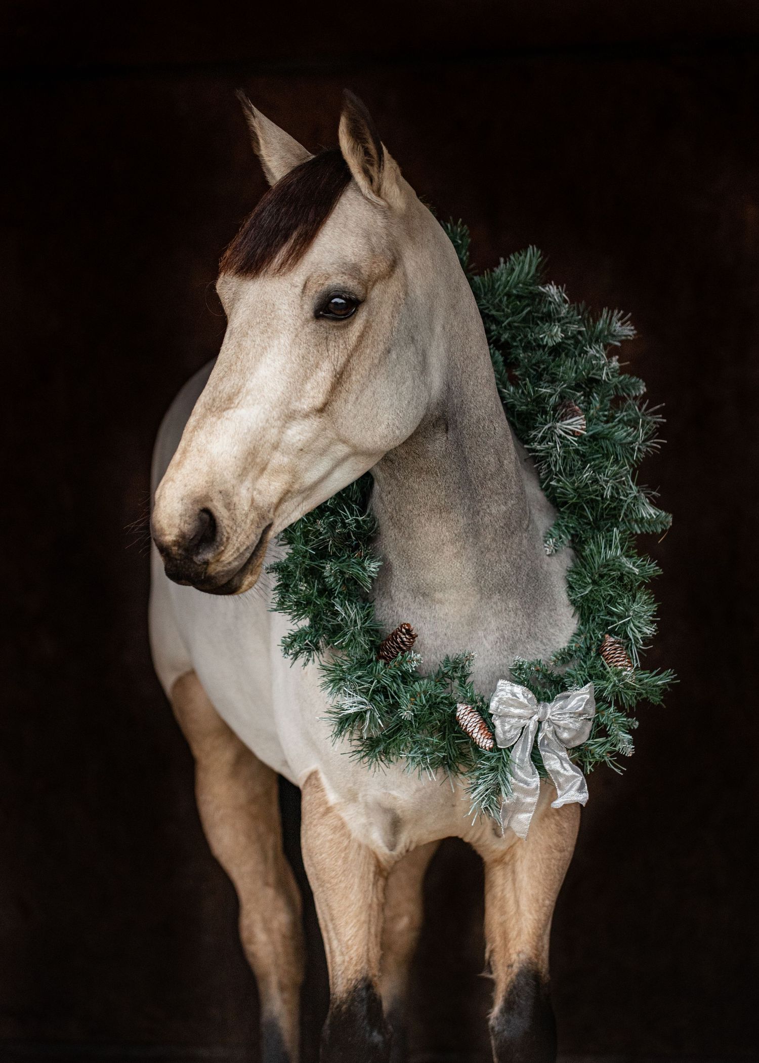 Luxury equine Christmas photoshoot UK
Elegant horse Christmas portrait
Fine art horse photography Christmas