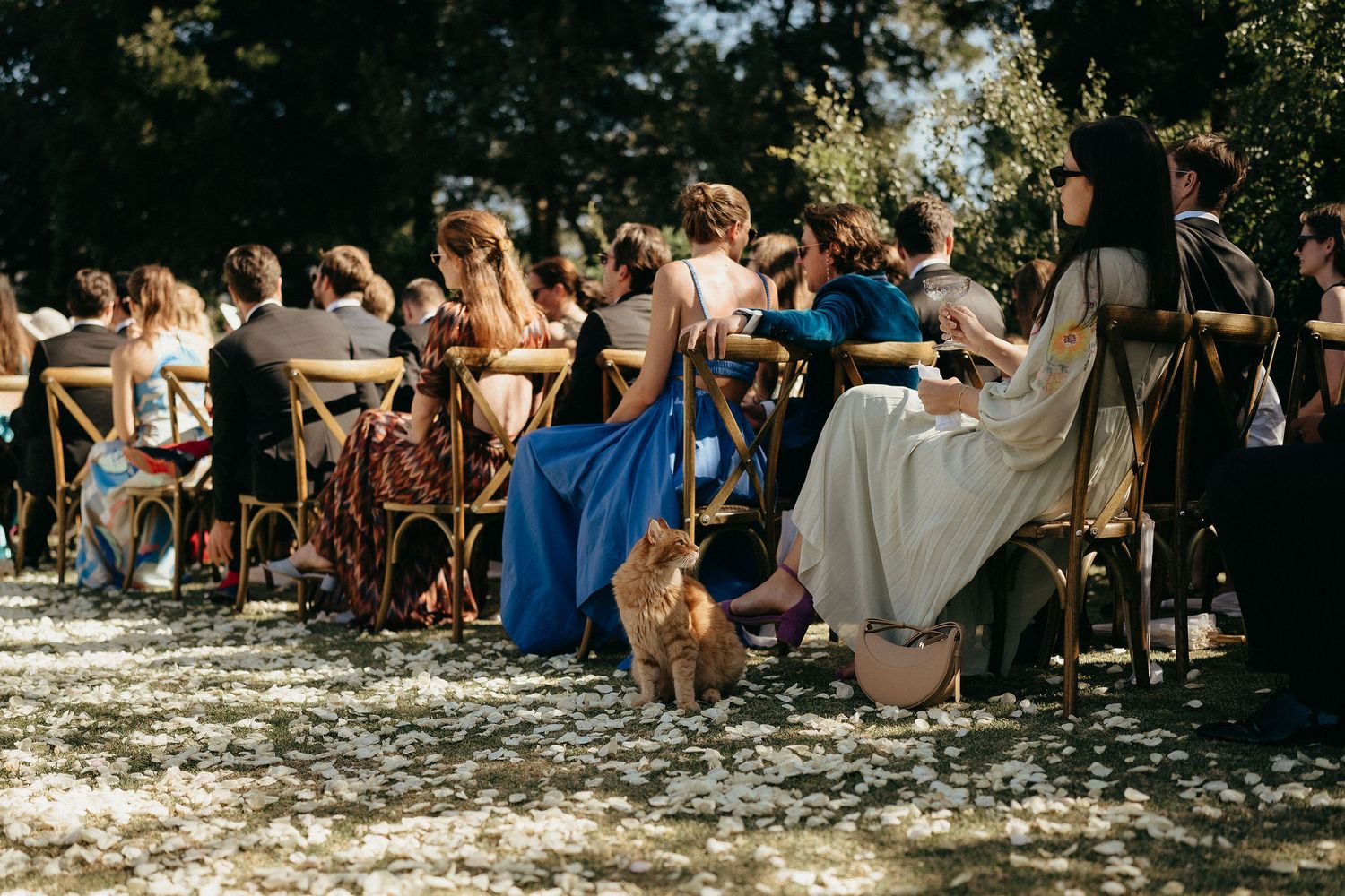 Wedding guests in formal attire seated outdoors at a ceremony with a ginger cat wandering between chairs.