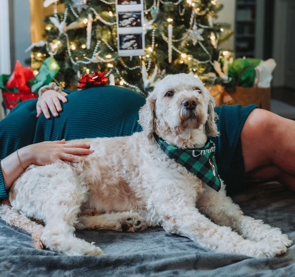 A white fluffy dog wearing a green bandana rests on a gray carpet in front of a decorated Christmas tree.