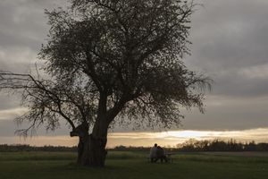 A lone tree stands silhouetted against a cloudy sunset sky in an open field.