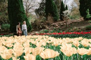 Field of yellow tulips blooming near trees in springtime garden.
