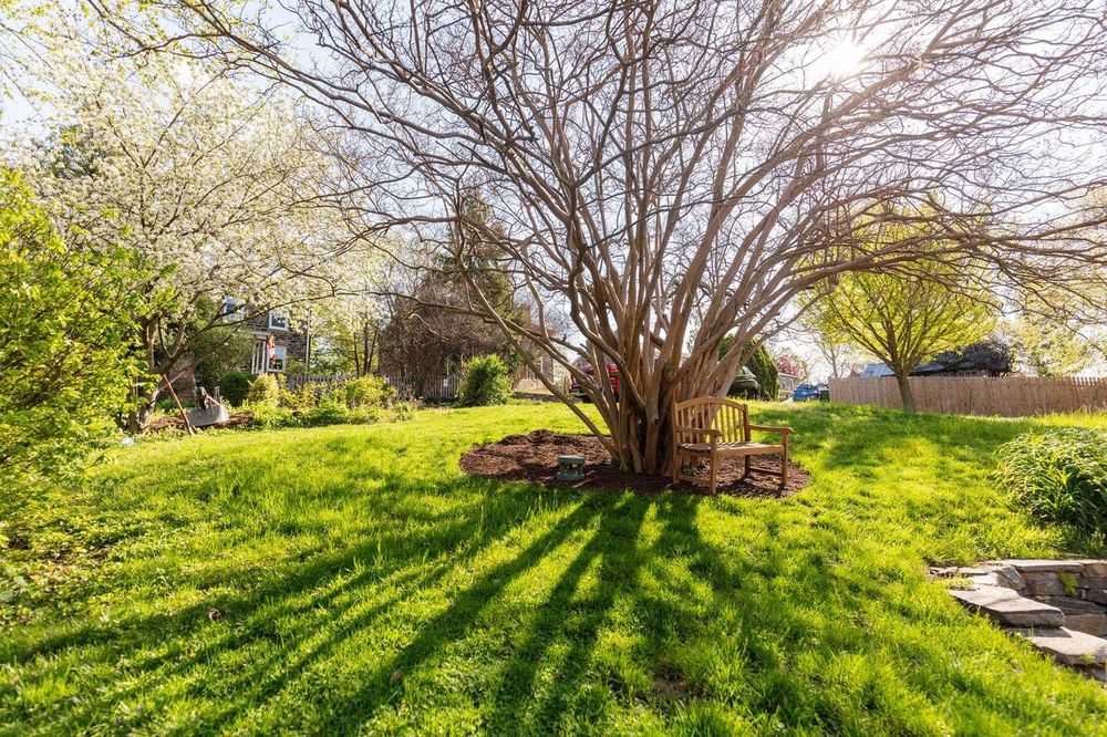 Backyard with giant magnolia tree and sun in Baltimore City. Real estate photography by Photograph Maryland.