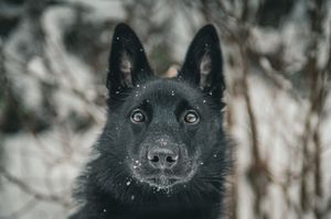 Close-up portrait of a black wolf's face in snowy winter conditions.