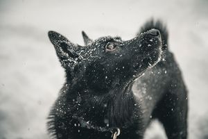 Black wolf's face emerging from foggy winter atmosphere with intense gaze.