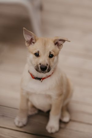 Small cream-colored puppy sitting on wooden floor with happy expression.
