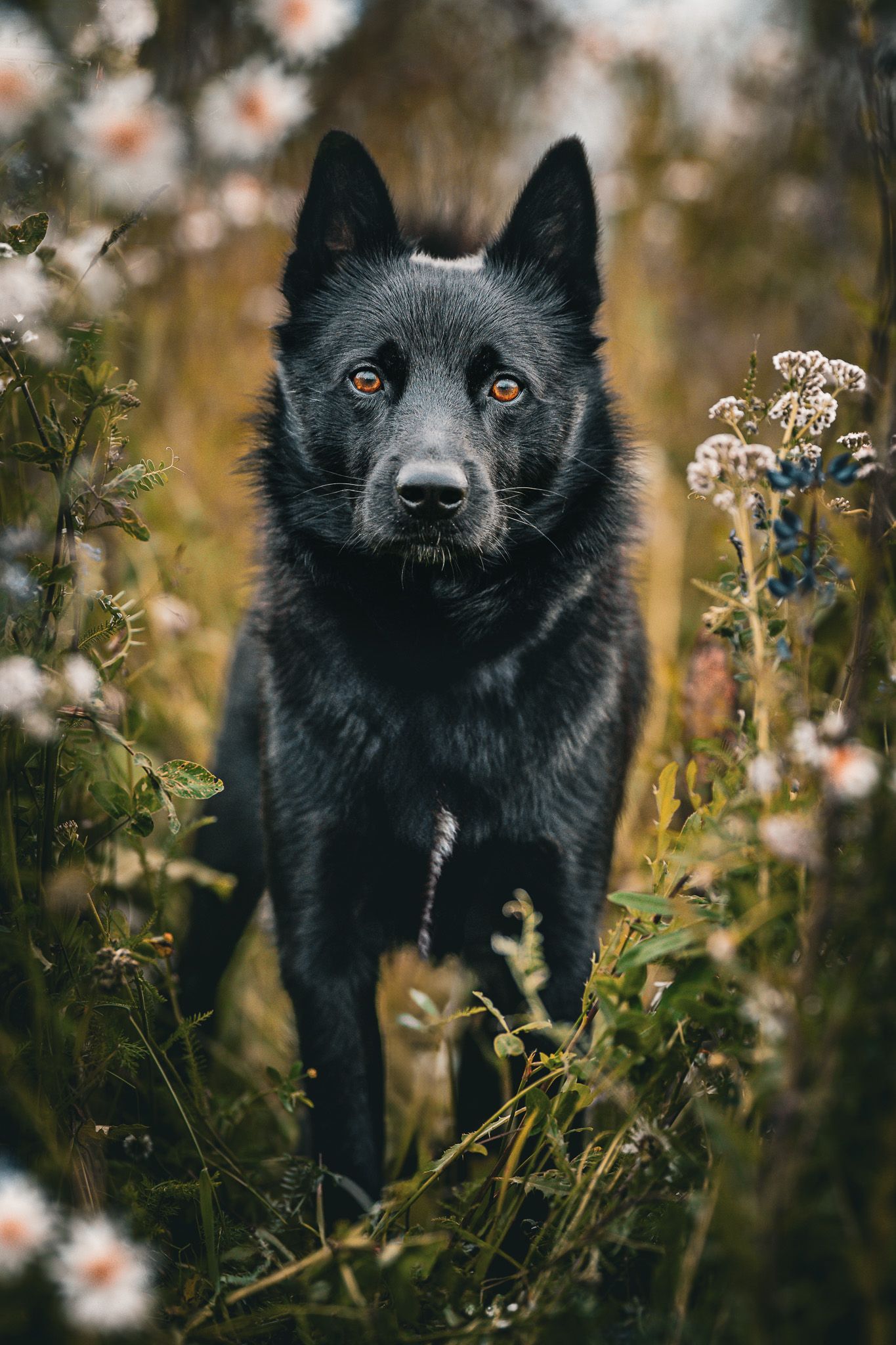 Black dog sitting among wildflowers and daisies in natural outdoor setting.