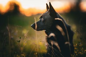 Silhouette of a wolf against golden sunset light in nature.