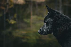 Close-up profile view of black dog with pointed ears in forest setting.