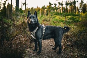 Black shepherd dog walking through shadowy forest path.