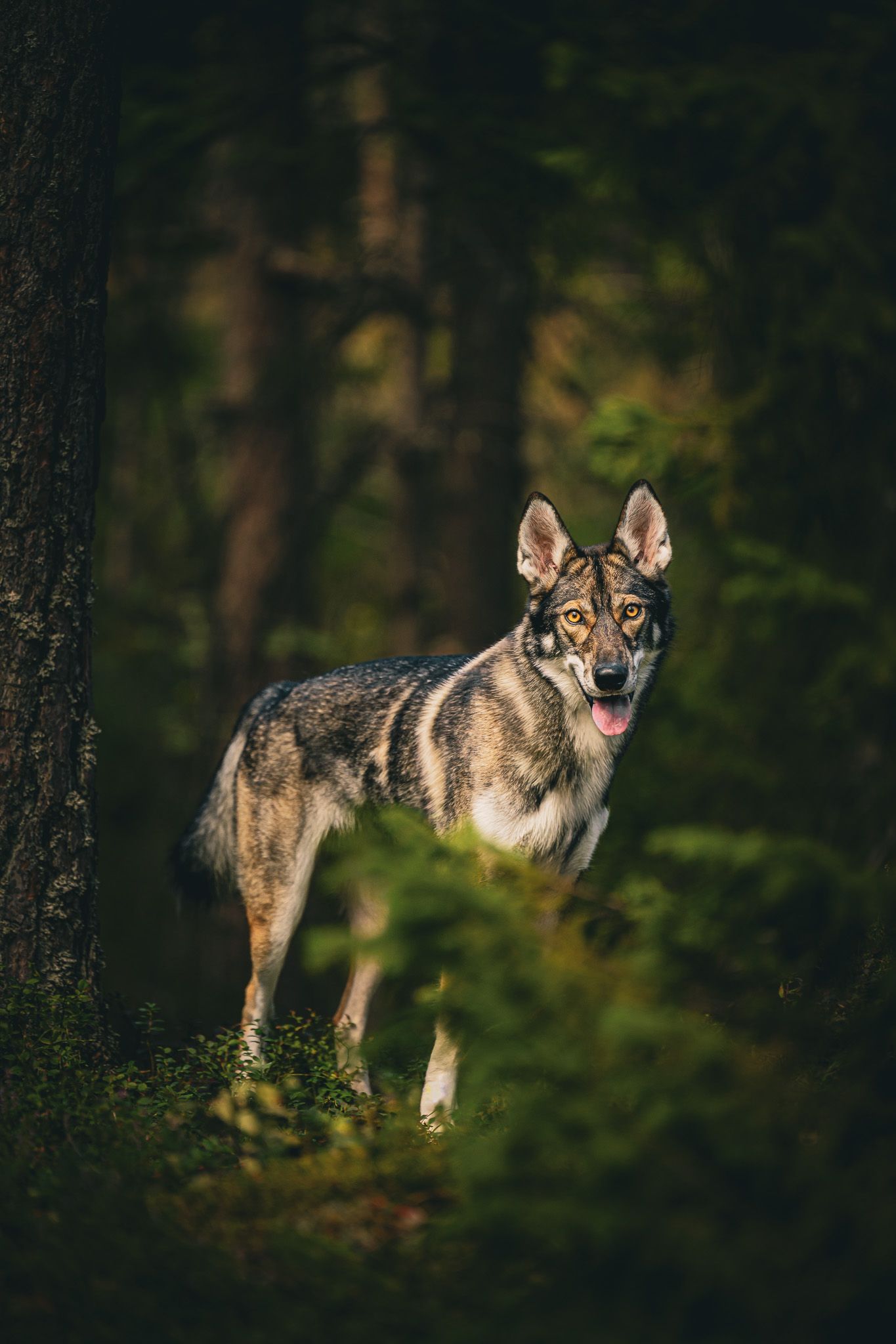 Wolf-like dog standing alert in dark forest setting with natural lighting.