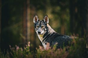 Alert wolf peers intensely through forest foliage while standing in natural woodland habitat.