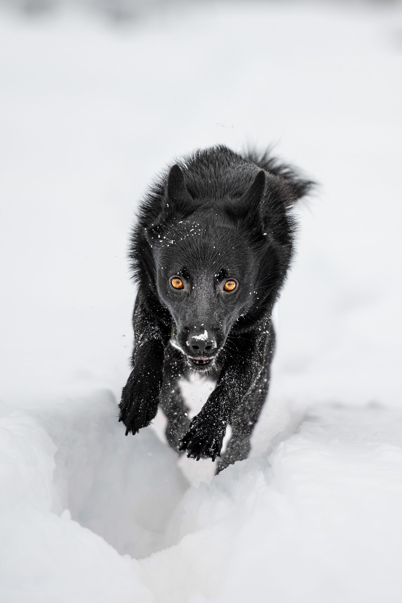 Black dog running through deep snow with amber eyes glowing.