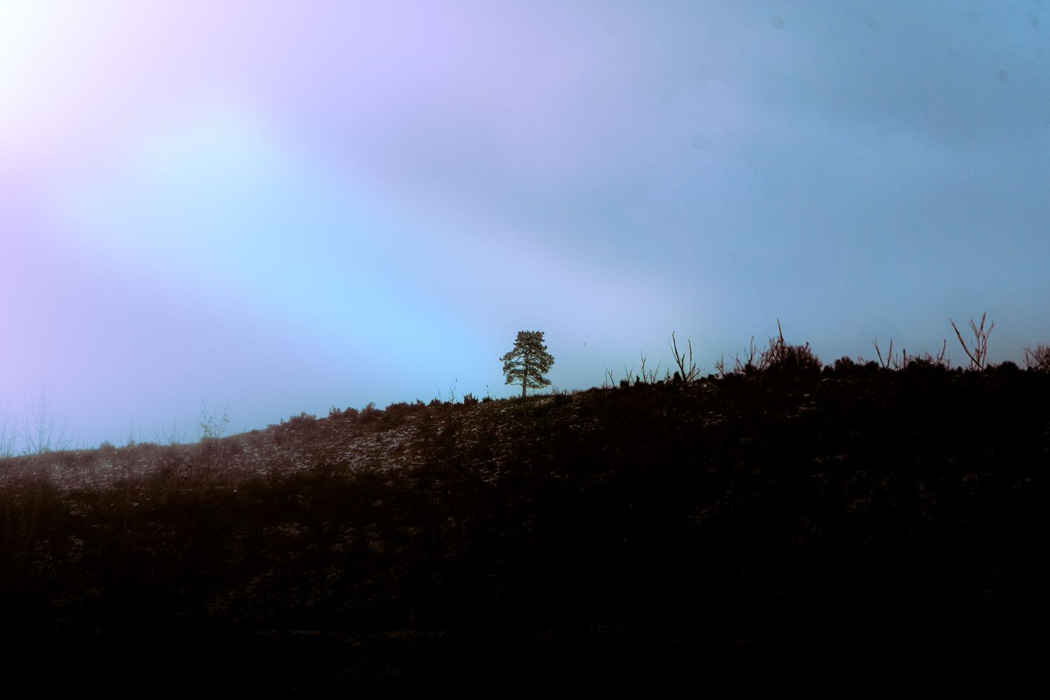 Silhouette of trees against a dusky purple and blue sky at twilight.