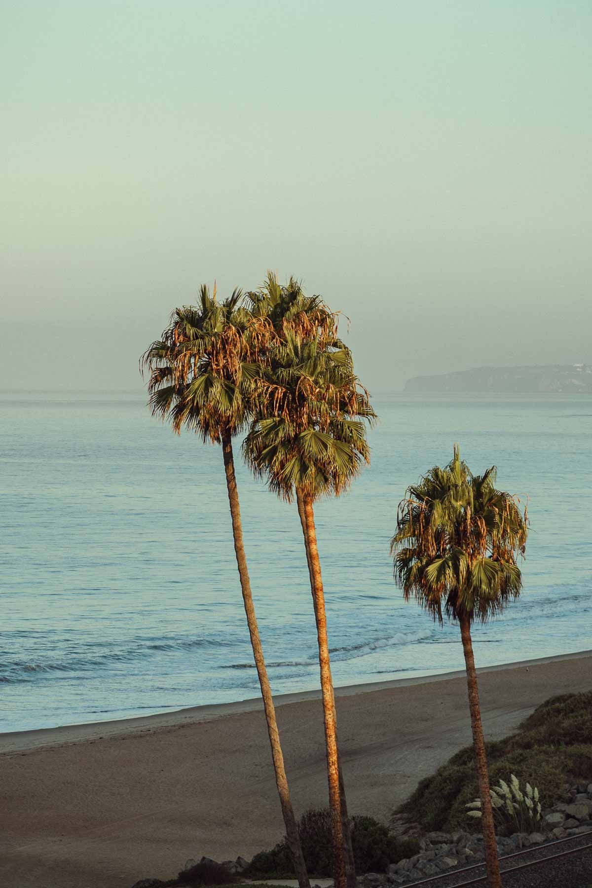 Row of tall palm trees silhouetted against a serene beach and ocean backdrop.