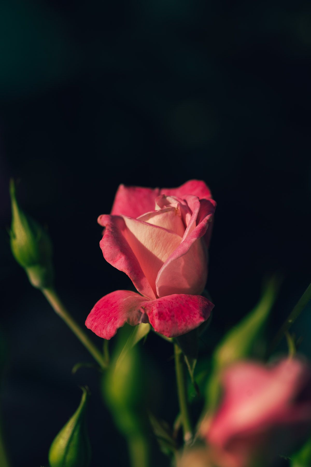 Pink rose petals glowing against a dark background with soft bokeh effect.