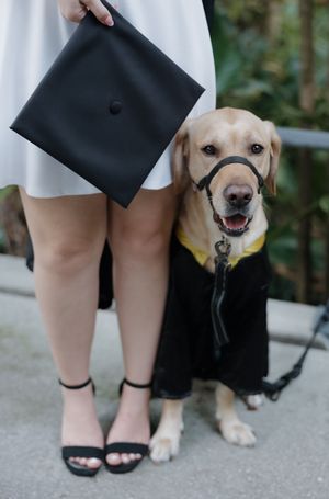 Yellow Labrador wearing graduation cap poses next to graduate's legs and gown.