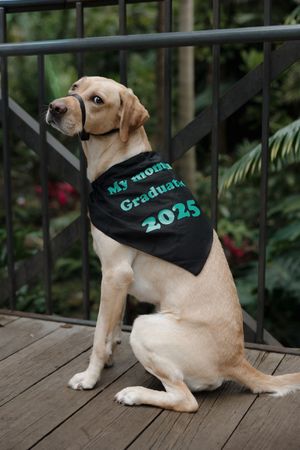 Yellow Labrador sits proudly wearing black graduation bandana on wooden deck.