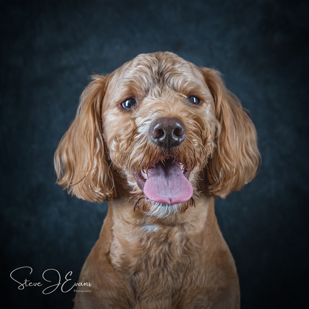 Dexter visited the studio, what a pleasure he was to shoot.