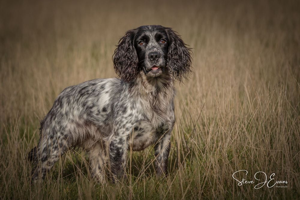 Steve J Evans is an award winning pet/dog photographer based in Filey North Yorkshire. Offering working dogs and shoot day images