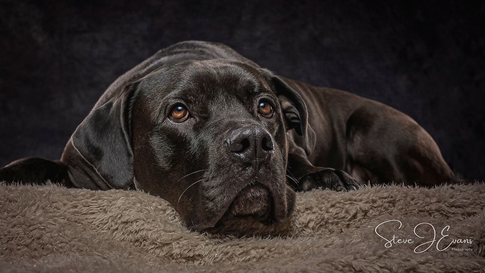 George the Labrador x Rottweiler taking a well earned rest in the studio. Filey pet photographer. Filey pet photography
