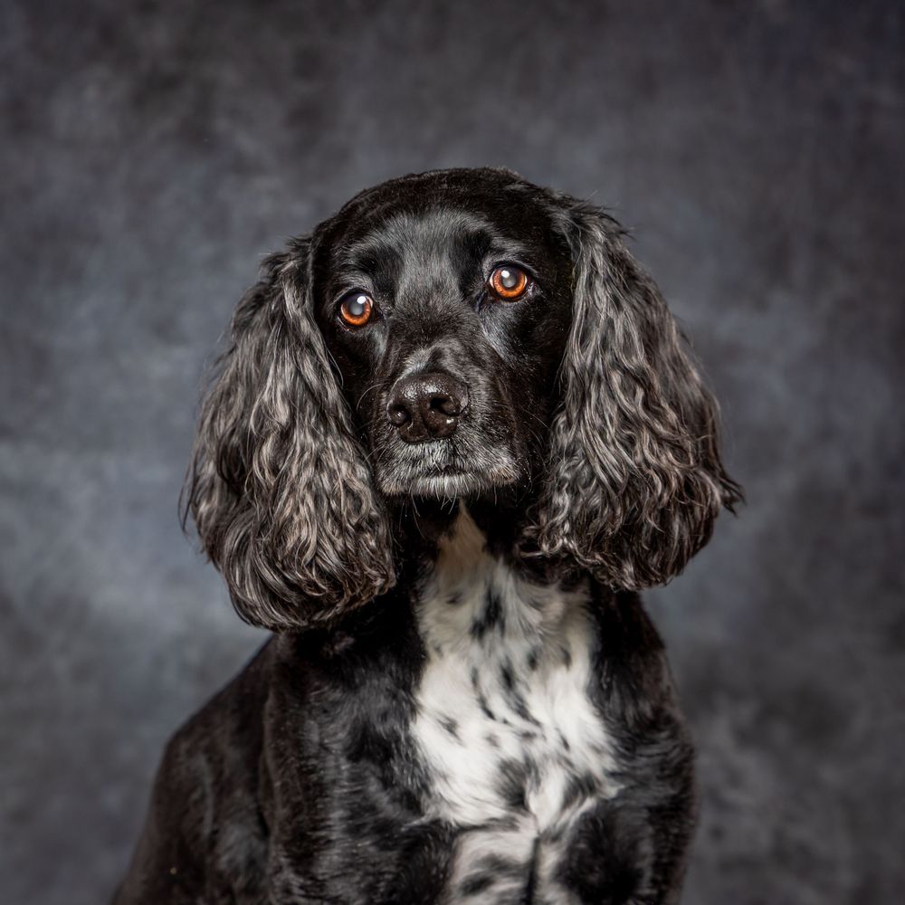 Steve J Evans is an award winning pet/dog photographer based in Filey North Yorkshire