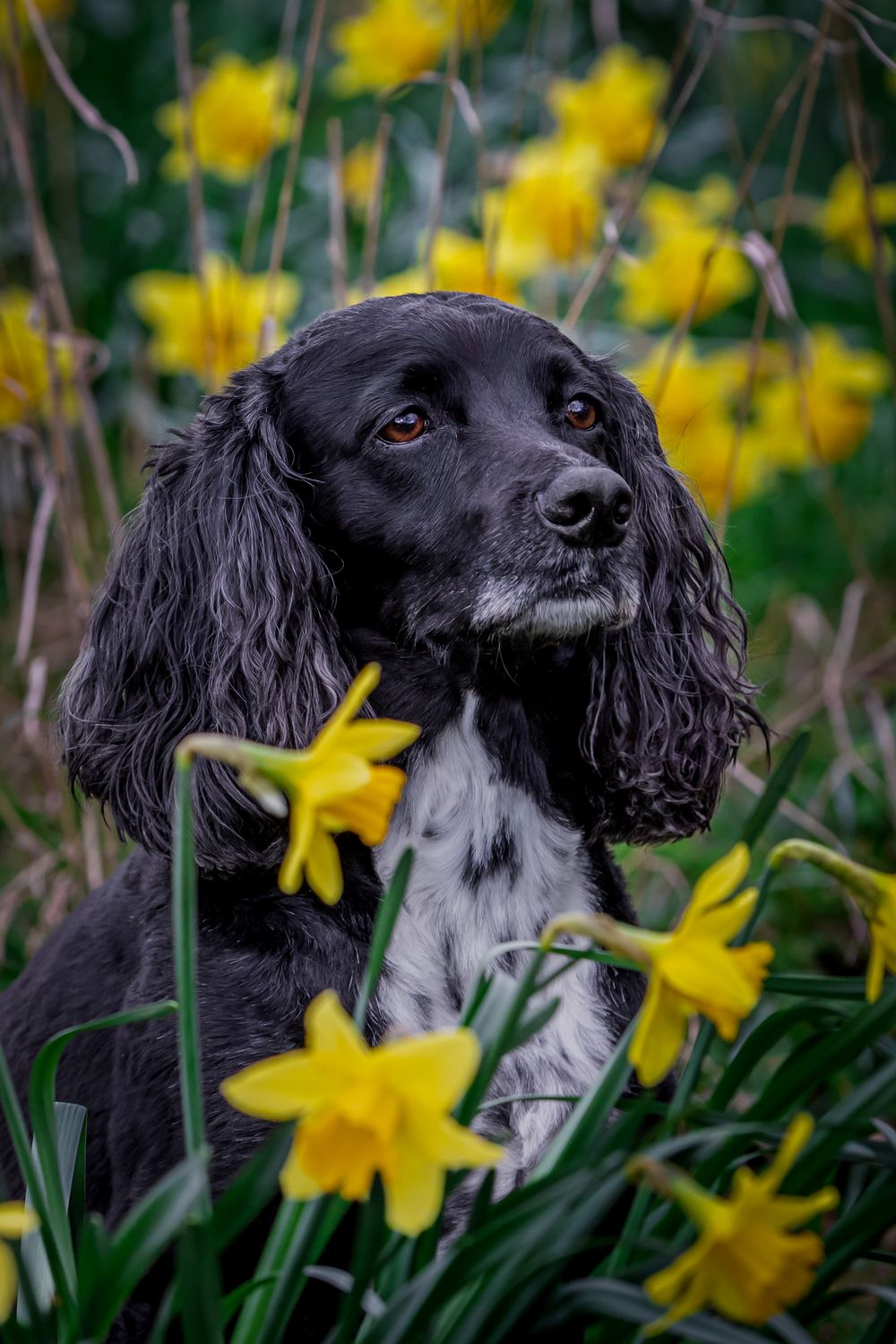 Steve J Evans is an award winning pet/dog photographer based in Filey North Yorkshire