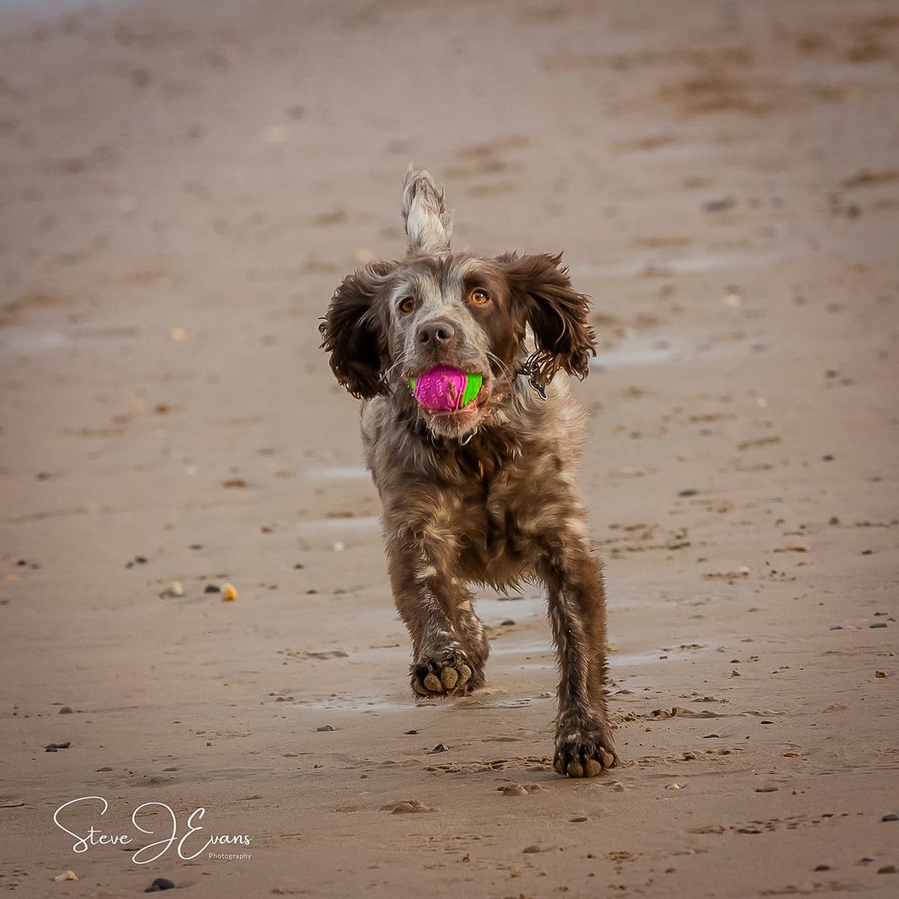 Martha, working bred cocker spaniel enjoying the Filey beach. Steve Evans Filey photographer