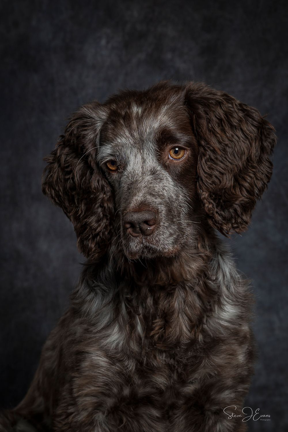 SteveJEvans photography filey. Martha working cocker spaniel . Filey pet photographer.