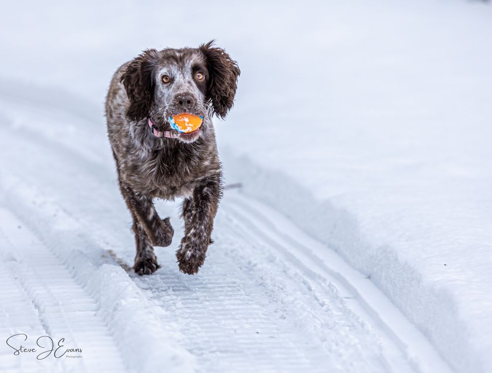 Martha, working bred cocker spaniel enjoying the recent snowfall in Filey. Steve Evans Filey photographer