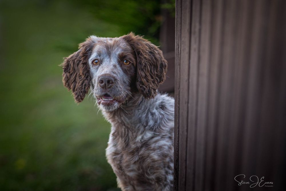 Steve J Evans is an award winning pet/dog photographer based in Filey North Yorkshire