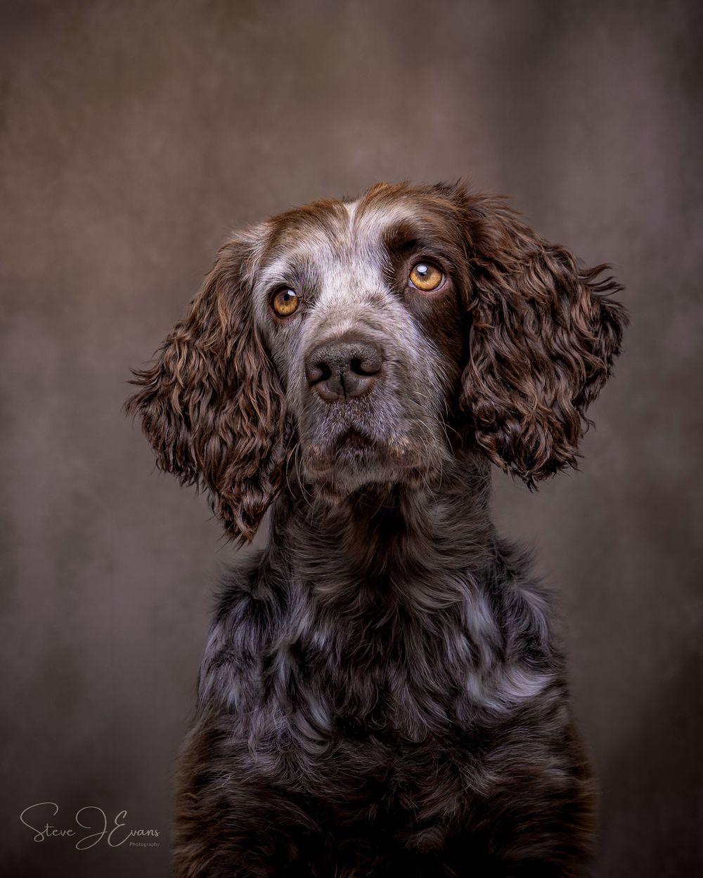 Steve J Evans is an award winning pet/dog photographer based in Filey North Yorkshire