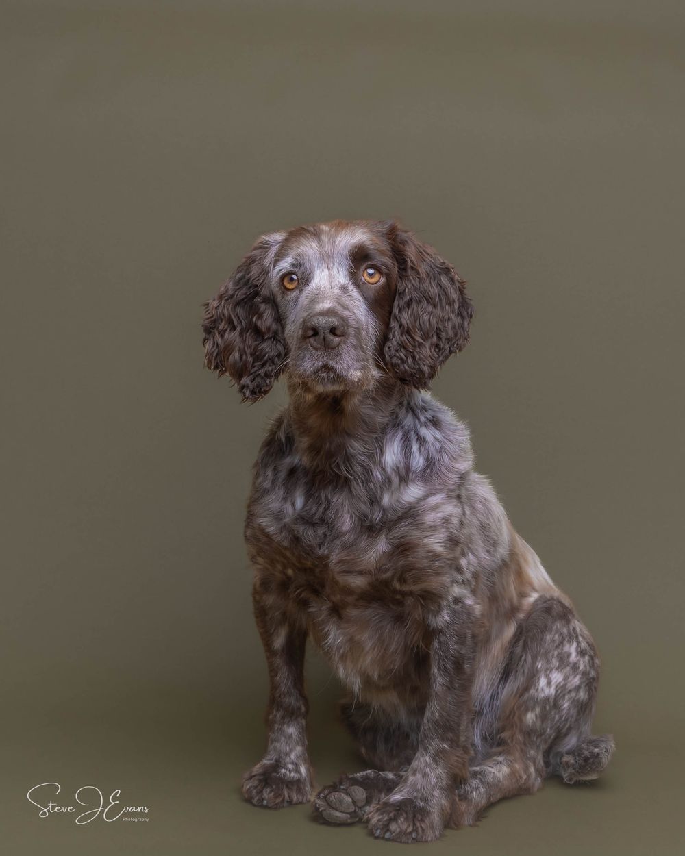 Steve J Evans is an award winning pet/dog photographer based in Filey North Yorkshire