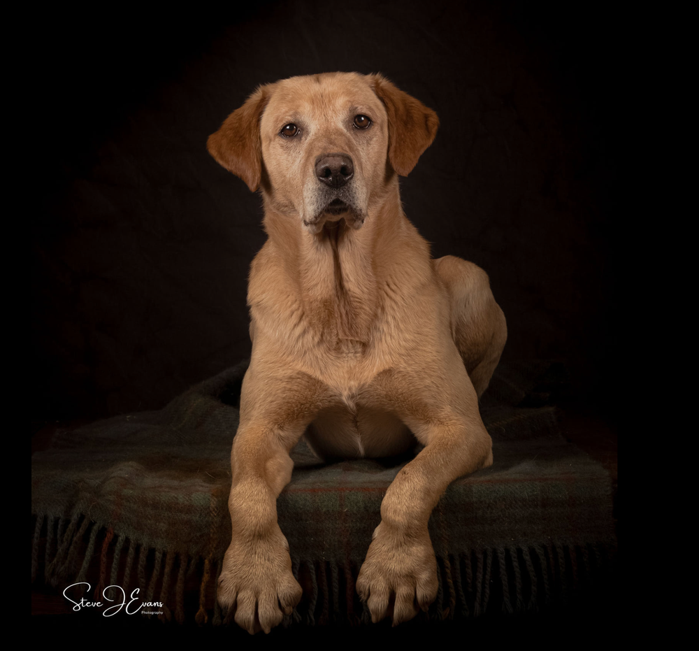 Solly, handsome working Labrador . Filey Dog and Pet photographer Steve J Evans