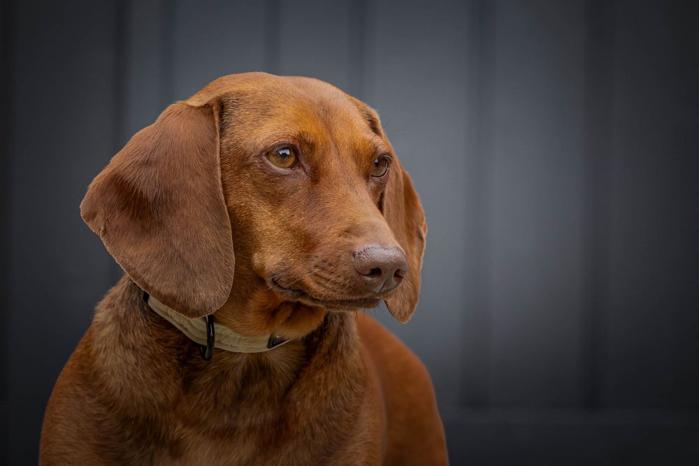 Steve J Evans is an award winning pet/dog photographer based in Filey North Yorkshire