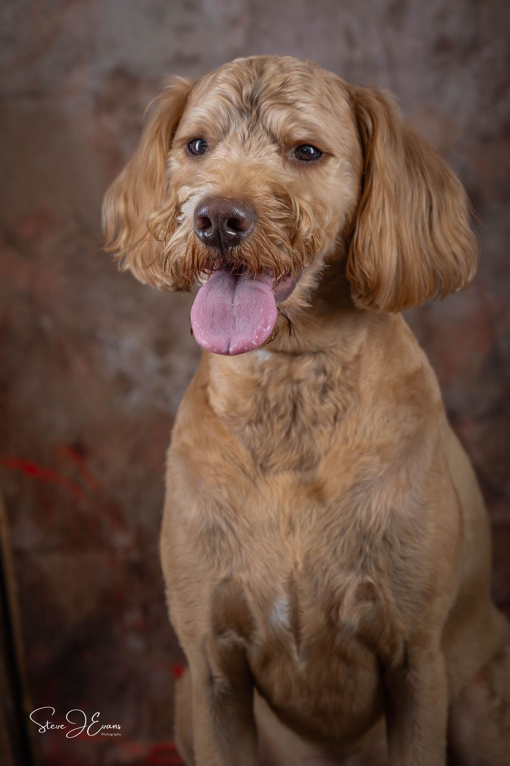 Steve J Evans is an award winning pet/dog photographer based in Filey North Yorkshire