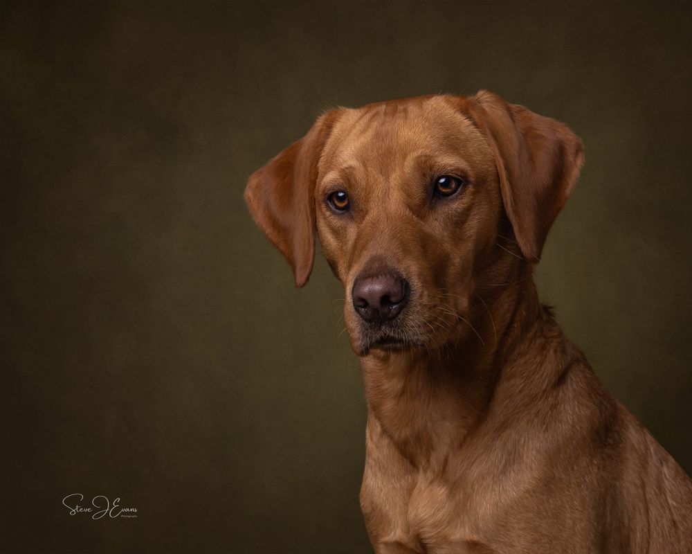 stunning red Labrador portrait done in the Filey studio. North Yorkshire pet and dog photography.