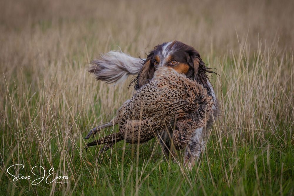 Steve J Evans is an award winning pet/dog photographer based in Filey North Yorkshire. Offering working dogs and shoot day images